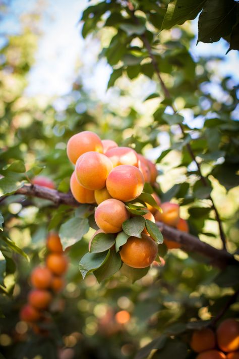 Apricot Tree, Atami, Twilight Zone, Local Farm, Stone Fruit, Garden Trees, Peaches, Apricot, Prince