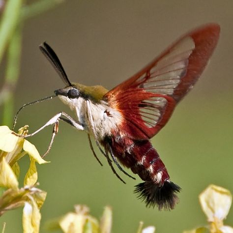 Hummingbird Clearwing Moth Clearwing Moth, Hummingbird Moth, Cool Insects, Moth Caterpillar, Hawk Moth, Georgia Usa, Beautiful Bugs, Flying Insects, Creepy Crawlies