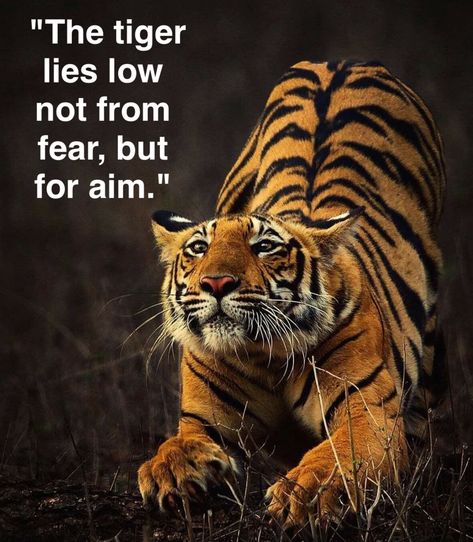 Tiger With Quotes, Animal Motivation, Bengali Tiger, Tiger Quotes, Scary Quotes, Big Cats Photography, Tiger Images, Big Cat Rescue, Beautiful Tiger