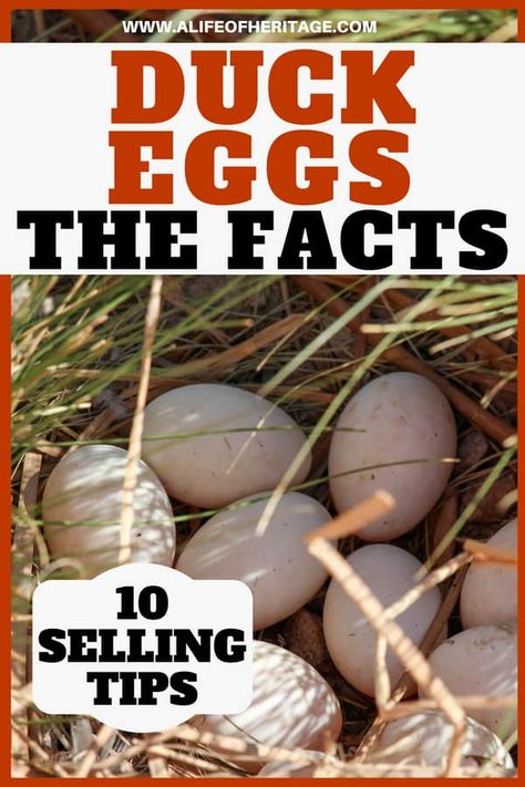 All the Duck Egg Facts (+10 Tips to Selling Duck Eggs) Duck Eggs Recipe Ideas, Duck Egg Recipe Ideas, Duck Eggs Recipe, Duck Egg Recipe, Recipes Using Duck Eggs, Egg Facts, Duck Pens, Raising Turkeys, Backyard Ducks