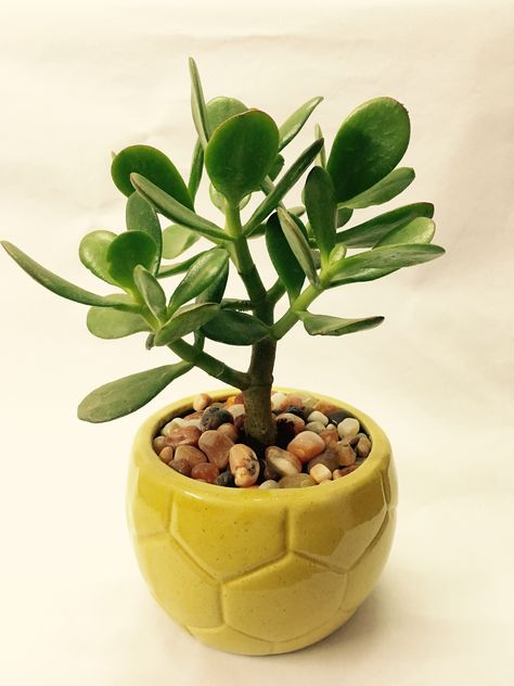 Jade Plants are one of the most popular and easy to care for succulents. They make a great gift, especially for beginners. Click here to learn how to care for them! Jade Plant Care, Jade Succulent, Kaktus Dan Sukulen, Succulent Potting Mix, Lucky Plant, Jade Plant, Succulent Soil, Crassula Ovata, Succulent Care