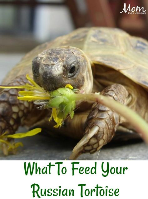 What To Feed Your Russian Tortoise Russian Tortoise Diet, Tortoise Food, Tortoise Enclosure, Russian Tortoise, Tortoise Care, Tortoise Habitat, Desert Tortoise, Sulcata Tortoise, Galapagos Tortoise