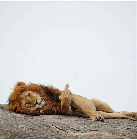 Lion Memes, Lion Tail, Gif Instagram, Monday Mood, Lion, Gif, Memes, On Instagram, Instagram