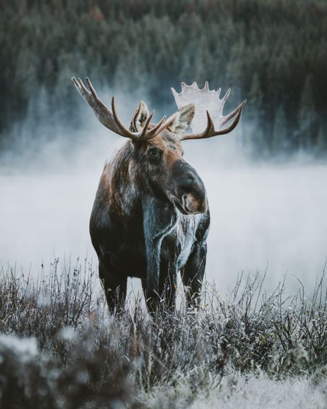 17 BEST Things to do in Jasper National Park, Alberta Moose Painting, Moose Pictures, Bull Moose, Jasper National Park, Amazing Animals, Ski Trip, Animal Wallpaper, Wildlife Art, Animal Photo