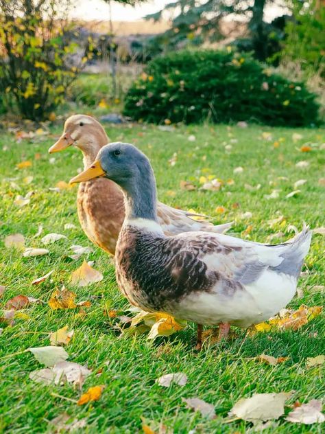 Saxony Ducks {Everything You Want To Know} - The Peasant's Daughter Saxony Ducks, Appleyard Ducks, Ducks Farm, Ducks Photography, Garden Ducks, Ducks Garden, Farm Ducks, 3 Ducks, Chickens And Ducks