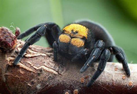 Female #Eresus Rare Spiders, Velvet Spider, Terrifying Creatures, Bird Spider, Arachnids Spiders, Spiders And Snakes, Insect Photos, Creepy Animals, Cool Bugs