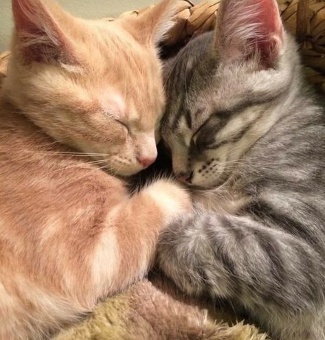 Two Cats, Cute Cats Photos, Orange Cats, Brown Cat, Silly Animals, Cute Cats And Kittens, Cute Cats And Dogs, Silly Cats, Orange Cat