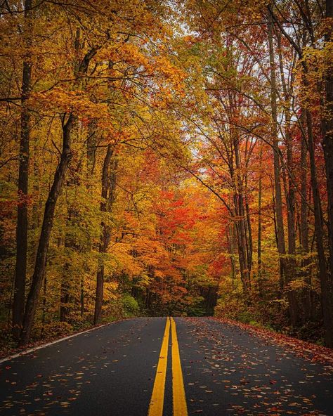 Fall In East Tennessee, Smokey Mountains Vacation, Fall Board, Tree Tunnel, Blowin' In The Wind, Fall Lovers, New England Fall, Fall Beauty, Scenic Roads