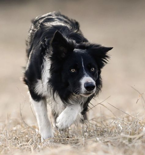 Border Collie Working, Border Collie Aesthetic, Dog Therian, Dog Types, Maremma Sheepdog, Dogs Images, White Border Collie, Dog Aesthetic, Sun Dogs