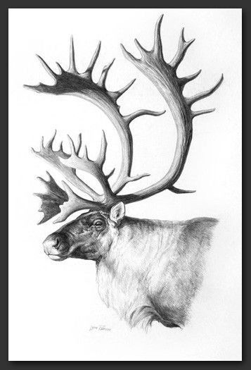 Caribou Tattoo, Caribou Drawing, Elk Drawing, Graphite Art, Hunting Art, Animal Artwork, Doodle Images, Deer Art, Sport Art