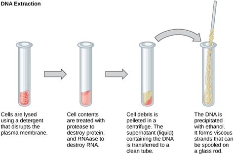 Ethanol precipitation of DNA with ice-cold ethanol or isopropanol. The ionic strength of sodium acetate can be used to improve precipitation. The precipitated DNA appears as threads in the final solution. Phenol-chloroform extraction can also be used to separate DNA from proteins. Another method to extract DNA is the minicolumn purification. Recombinant Dna Technology, Dna Ligase, Dna Extraction, Dna And Rna, Recombinant Dna, Dna Polymerase, Dna Technology, Plasma Membrane, Dna Molecule