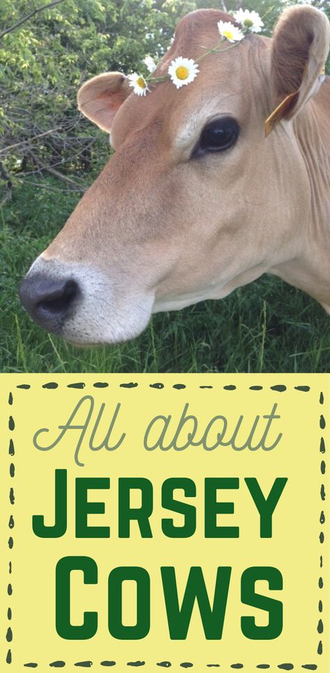 Jersey Milk Cow, Miniature Jersey Cow, Mini Jersey Cow, Dairy Cow Breeds, Jersey Cow Milk, Milking Cow, Family Cow, Jersey Cattle, Cow Milking