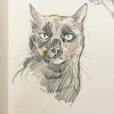 Cat Drawing Pencil, Drawing Family, Black Cat Drawing, Sketchbook Inspo, Cat Sketch, Sketch Ideas, Drawing Pencil, Arte Inspo, Arte Sketchbook