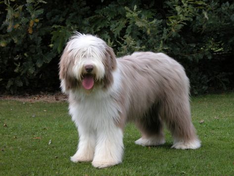 10 Dog Breeds Similar to the Schnauzer Bearded Collie Puppies, Rare Dogs, Black Russian Terrier, Apartment Dogs, Rare Dog Breeds, Puppy Cut, Lion Dog, Bearded Collie, Herding Dogs