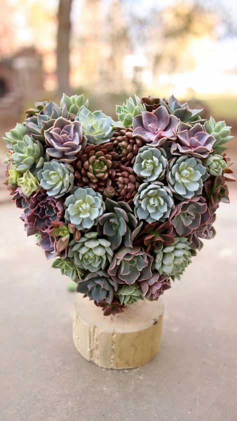 Spring Succulent Arrangements, Succulent Flower Arrangements, Pallet Walkway, Pots Ideas, Garden Answer, Sacred Garden, Living Wreath, Waterwise Garden, Garden Succulents