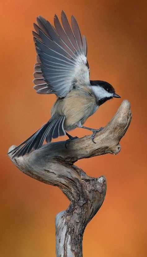 Birds Flying Photography, Bird Reference, Best Cameras, Bird Flying, Bird Carving, Animal Study, Animal Reference, Animal References, Arte Inspo