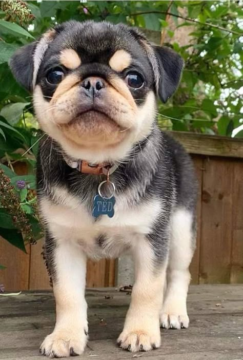 Teacup Pug, Puggle Puppies, Cute Pug Puppies, Pug Mix, Baby Pugs, Very Cute Dogs, Silly Cats Pictures, Pug Puppies, Pugs Funny