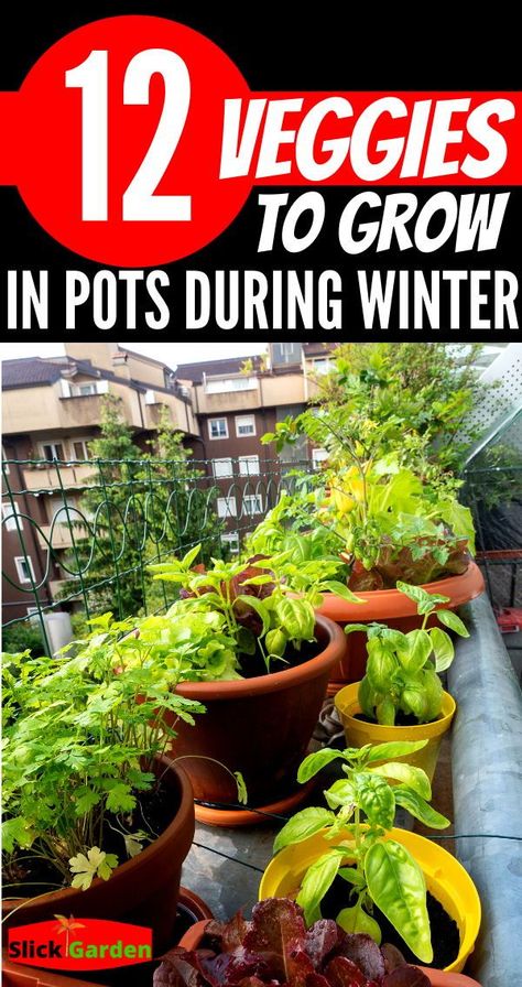 12 Veggies To Grow In Pots During Winter. More and more people are looking to grow edible crops and urban horticulture is now in the process of growing food where you think it is unusable. Everyone is creative enough to use the roofs, balconies, windows, and every corner available to them. This trend shows that green thumb fever is not limited to rural areas. Veggies That Grow Well Together, Growing Vegetables In Sunroom, Growing Vegetables In Small Spaces, Best Vegetables To Grow In Pots, Easy Food To Grow In Garden, How To Grow Spinach Indoors, Grow Kale Indoors, Veggies To Grow In Pots, Growing Veggies Indoors Winter