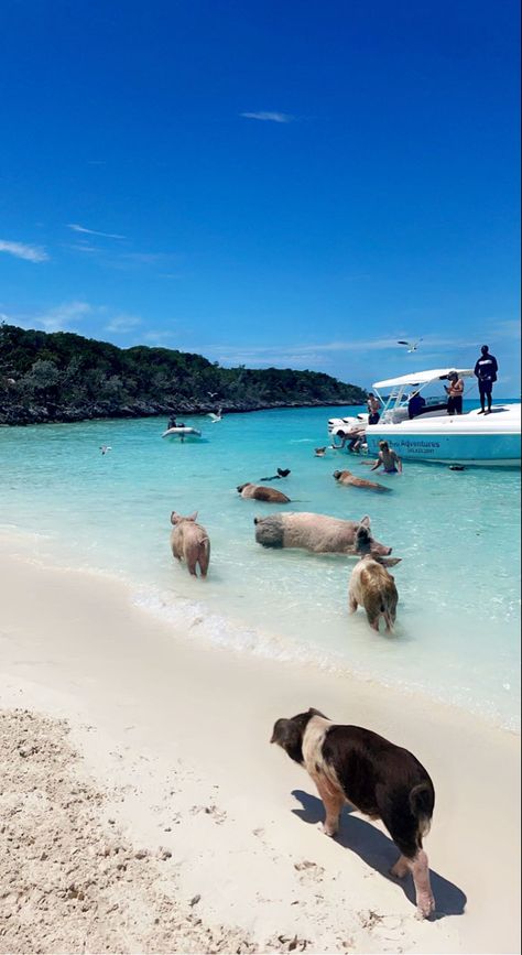 EXUMAS Bahamas pigs Island pigs vacationing clear water iPhone tropical wallpaper Bahamas Pigs, Exumas Bahamas, Pig Island, Bahamas Beach, Bahamas Travel, Bahamas Vacation, Bahamas Cruise, Senior Trip, Perfectly Timed Photos