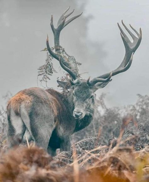 Deer God, Stag Animal, Scottish Animals, Beautiful Pose, Elk Photography, Red Stag, Deer Photos, Splash Images, Stag Deer