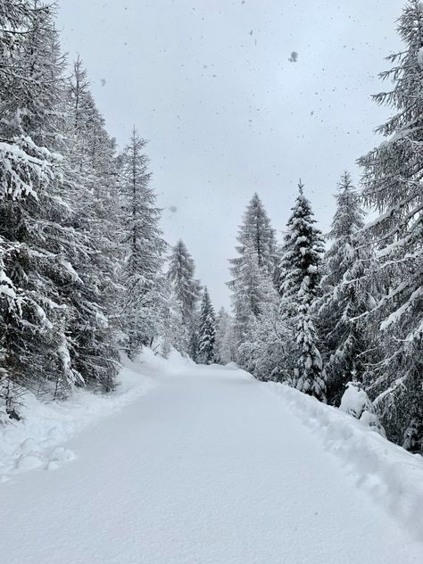 Snowfall, trees, rural area, winters, chill Snowing Aesthetic Wallpaper, Snow Wallpaper Iphone, Winter Snow Wallpaper, Snow Forest, Christmas Aesthetic Wallpaper, Forest Background, Christmas Phone Wallpaper, Cute Christmas Wallpaper, Mystical Forest