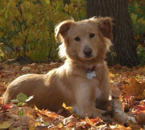 20 Utterly Amazing Border Collie Mixes You Need In Your Life Golden Retriever Collie Mix Puppies, Golden Retriever Cocker Spaniel, Border Collie Mix Dogs, German Shepherd Border Collie Mix Dogs, Brown Border Collie, Border Collie Corgi Mix, Golden Retriever Mix Border Collie, Border Collie Husky Mix, Red Border Collie