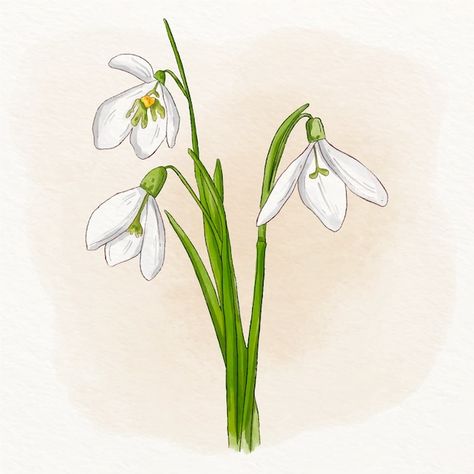 Snow Drop Flower Drawing, Snowdrop Illustration, Snow Drops Flowers, Floral Print Background, Snow Drops, Flower Line Drawings, Flower Drawing Tutorials, Watercolor Floral Pattern, Flower Sketches