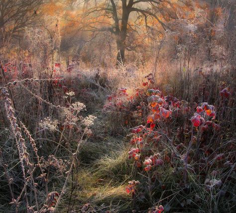 Real Fairies, Autumn Fairy, Artist Sketchbook, Autumn Morning, Autumn Garden, Winter Garden, Autumn Inspiration, Landscape Photos, In The Woods