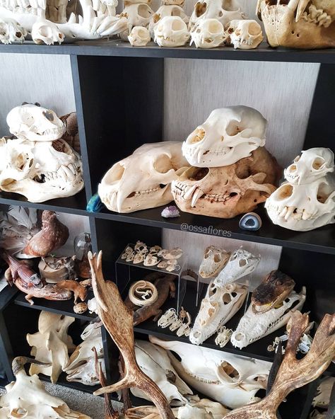 I took a pic of the new polar bear skull on my shelves (I had to have a rearrange and move the sealion to get them all to fit!) so I thought I may as well post this one for #skullsundays today  Gotta love the skull wall! I still need to get the big fallow deer on the wall above these shelves me and my husband just haven't got around to it yet so the antlers are still leaning against the skull shelves  I'm still feeling extra rotten due to night seizures but I can't waste another day just sleepin Skull Collection Display, Animal Skull Display, Crow Culture, Polar Bear Skull, Skull Display, Animal Skull Decor, Bear Skull, Me And My Husband, Wet Specimen