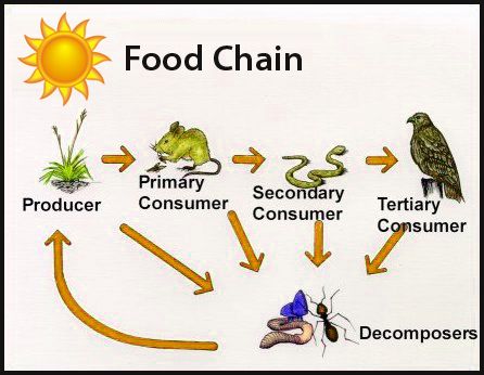 Producers Consumers Decomposers, Food Chain Activities, Producers And Consumers, Persuasive Writing Prompts, Science Quiz, Animal Life Cycles, Geography For Kids, Food Web, Persuasive Writing