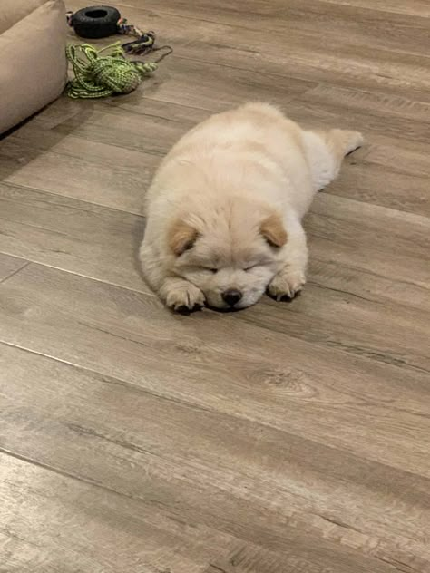 Chow Chow Dog Aesthetic, Cute Mini Dogs, Chow Chow Puppy Aesthetic, Baby Chow Chow Puppies, Cute Chow Chow Puppies, Chow Chow Aesthetic, Baby Chow Chow, Dogs Chow Chow, Puppy Chow Chow