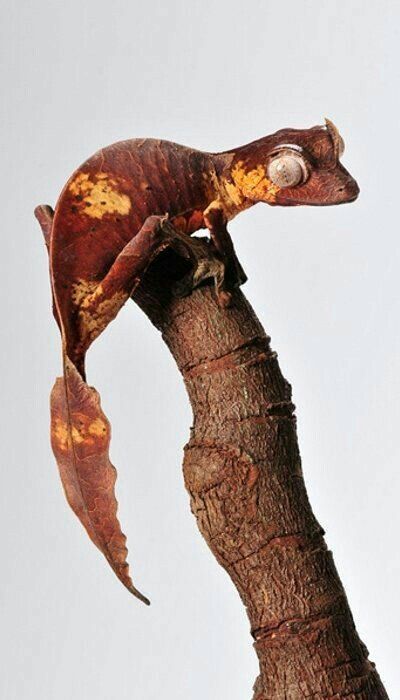 Satanic Leaf Tail Gecko (Uroplatus phantasticus) Leaf Tailed Gecko, Satanic Leaf Tailed Gecko, Chameleon Lizard, Cute Reptiles, Chameleons, Interesting Animals, Rare Animals, Vivarium, Weird Creatures