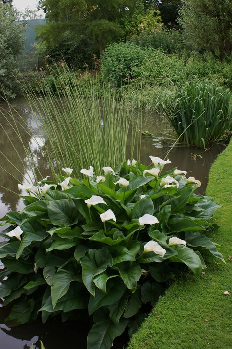 Zantedeschia aethiopica | by KarlGercens.com GARDEN LECTURES Arum Lily Garden, Lilly Garden Ideas, Calla Lily Garden, Landscape Garden Ideas, Calla Lily Arrangement, Lilly Garden, Courtyard Garden Design, Lily Arrangement, Courtyard Landscape