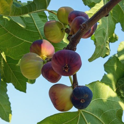 Native to the Mediterranean, fig trees are relatively simple to grow as long as you protect them from cold weather. Common fig trees are self-pollinating, so there's no complicated process required for the plant to bear fruit. Learn more about how to grow and tend to a fig tree. Fig Tree Photography, My Fig Tree, Fig Tree Aesthetic, Fig Tree Branch, Fig Aesthetic, Fig Fruit Tree, Fruits To Grow, The Fig Tree, Fig Trees