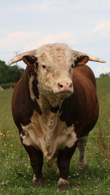 Traditional Hereford Hereford Cows, Beef Cow, Hereford Cattle, Bull Cow, Cow Pictures, Beef Cattle, Farm Cow, Cattle Farming, Cattle Ranching