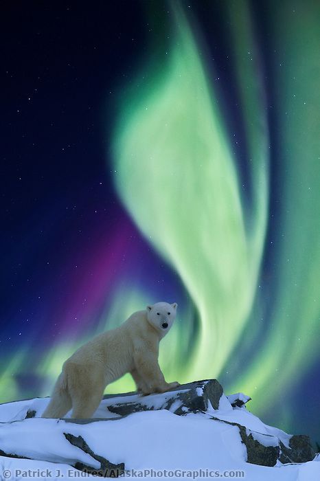 DIGITAL COMPOSITE: Aurora borealis swirls across the sky over a polar bear standing on a rock on the tundra. (composite of two images) Northern Lights (aurora Borealis), Aurora Borealis Northern Lights, Beautiful Sky, Science And Nature, Aurora Borealis, Beautiful Creatures, Polar Bear, Animals Beautiful, Animals And Pets