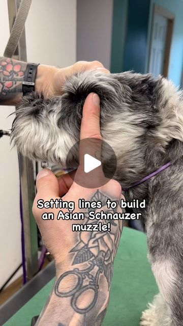 ✂️ 𝕵𝖆𝖒𝖊𝖘 𝕳𝖔𝖑𝖇𝖊𝖗𝖗𝖞 ✂️ on Instagram: "⭐️ SAVE THIS ONE! ⭐️  Setting the shape for an Asian style muzzle all starts with these lines on the side of the face…  We are essentially building the muzzle from the back and creating a foundation by giving us a guide line!  For more Asian style schnauzer styling, for just £30 you can access my webinar that covers a full Schnauzer groom in an Asian style! All you need to do is drop me a dm for payment details! 🥰✂️  Clippers: @joyzzegrooming ‘Falcon’ with wife 7F blade.  Scissors: @kenchiigrooming ‘Lotus’ 46T thinners ✂️  Prepped in @hyponic.europe ‘Grooming Artist: Clipper Cut’ shampoo 🛁  Table mat: @pawmat_pets  . . . #miniatureschnauzer #miniatureschnauzersofinstagram #asianstylegrooming #asianfreestylegrooming #asianfusiongrooming #do Black Mini Schnauzer Grooming Haircuts, Grooming A Schnauzer, Asian Style Dog Grooming, Schnauzer Face Grooming, Schnauzer Cut Haircuts, Snauzer Haircut Styles, Schnauzer Mohawk, Schnauzer Eyebrows, How To Groom A Schnauzer At Home