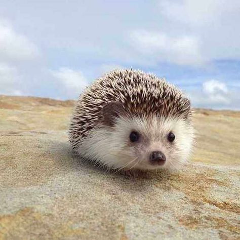 25 Funny And Adorable Hedgehog Pictures That Will Make You Want One Hedgehog Pictures, Hedgehog Party, Kingdom 3, A Hedgehog, Cute Hedgehog, Cute Things, Funny