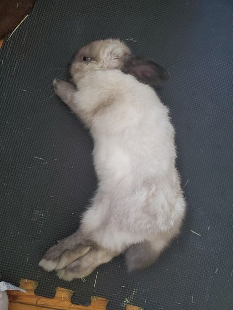 Willow laying down contemplating her life choices. #rabbit #rabbits #rodent #pet Rabbit Laying Down, Bunny Laying Down, Swamp Water, Animal Studies, Animal Study, Life Choices, Rodents, Rabbits, Art Reference