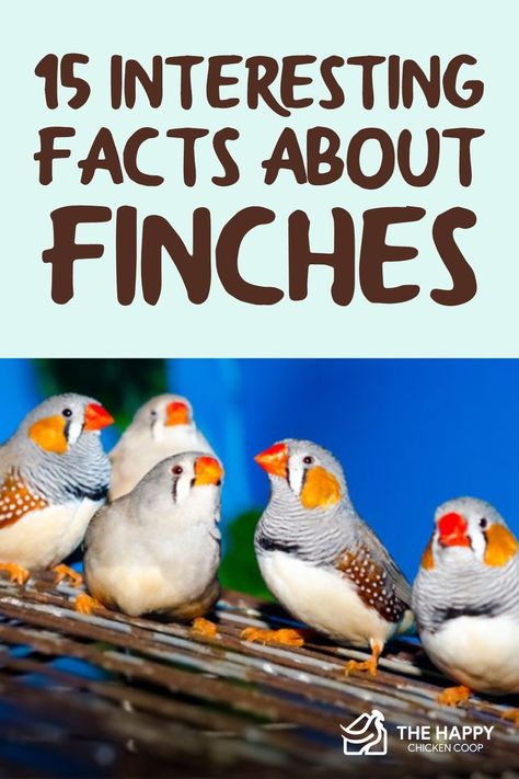 This article lists the most interesting facts about finches and their talents, qualities, and physical attributes that you should know about. Finch Aviary Indoor, Finch Bird Cage Ideas, Finches Bird Cage, House Finch Bird, Zebra Finches Bird, Finches Bird Pets, Finch Cage Ideas, Zebra Finch Cage Ideas, Canary Aviary