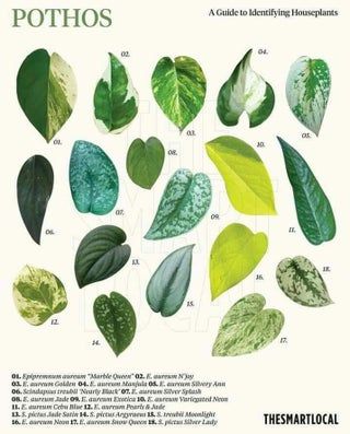 Plant Leaf Identification, Leaf Identification, Pothos Plant, Plant Identification, Growing Indoors, Plant Mom, Plant Life, Indoor Garden, Plant Stand