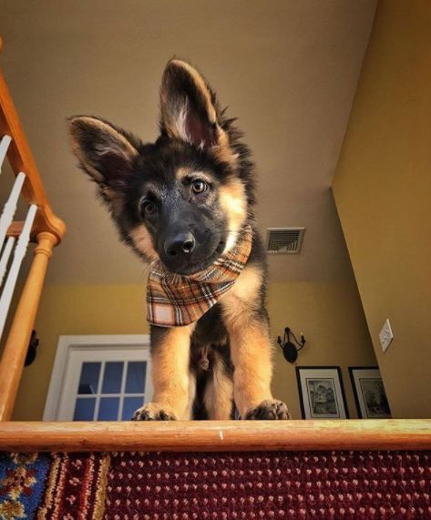 GSD Puppy German Shepherd Puppy, Black German Shepherd, Gsd Puppies, Shepherd Puppy, Dog Activities, Sweet Dogs, Shepherd Puppies, German Shepherd Puppies, Puppy Training