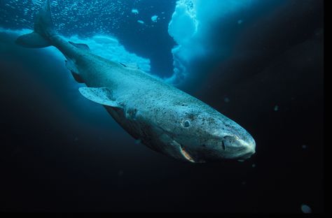 3840x2535 greenland shark 4k hi def desktop wallpaper Greenland Shark, Deep Blue Sea, Shark Week, Great White Shark, Ocean Creatures, In The Ocean, Ocean Life, Sea Animals, Animal Theme