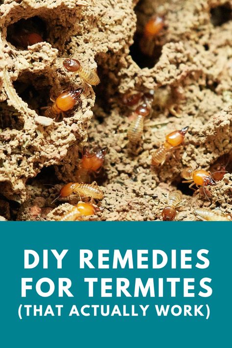 Looking for some quick natural solutions for termites? Here are the ones that actually work. #TermiteTips #HomeRenovationTips #DIYPestControl How To Get Rid Of Termites In The House, Termites Diy How To Get Rid Home, Kill Termites Naturally, Essential Oils For Termites, Termites Diy How To Get Rid, Kill Termites, 10 Min Meals, Drywood Termites, Menu Board Diy