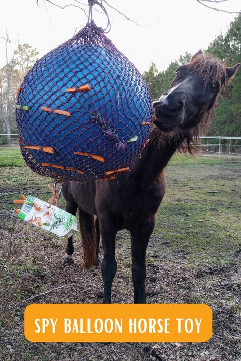 A black horse plays with a homemade DIY spy balloon horse toy made from a yoga ball, hay net, and cardboard carton. The equine enrichment item is filled with carrots and celery. Donkey Enrichment Ideas, Horse Paddock Enrichment, Horse Stall Enrichment, Diy Horse Enrichment Toys, Diy Toys For Horses, Donkey Toys Diy, Horse Enrichment Ideas, Diy Horse Stuff, Equine Enrichment