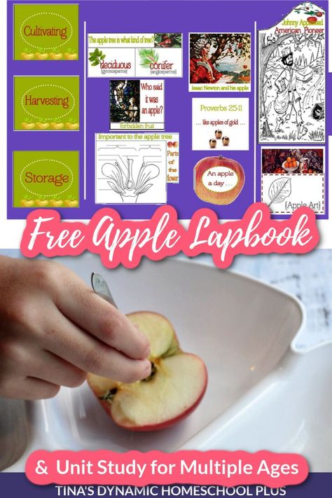 Fun Apple Lapbook and Hands-on Unit Study for Multiple Ages Apple Tree Life Cycle, Apple Unit Study, Apple Life Cycle, Science Vocabulary, Apple Unit, Apple Art, Isaac Newton, Apple Seeds, Children's Rights