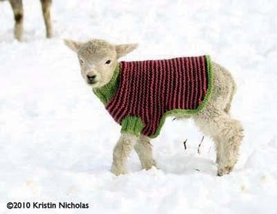 ZOMG!  Lamb sweaters! Raising Sheep, Animal Knitting Patterns, Snow Pictures, Counting Sheep, Jumper Patterns, Sheep And Lamb, Alpaca Yarn, Blanket Knitting Patterns, Cool Pets