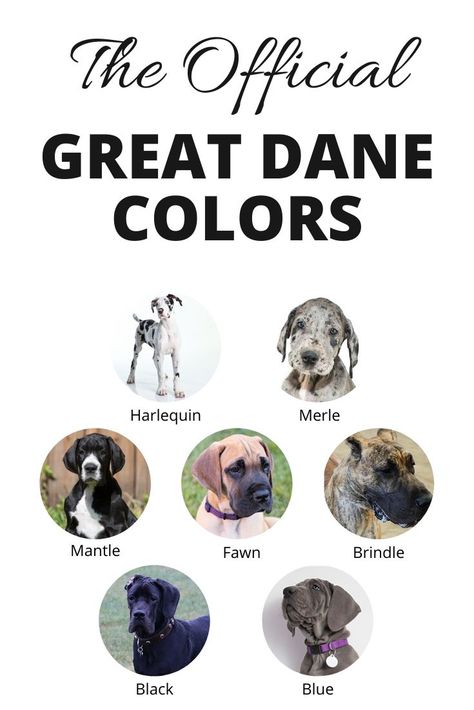 Use this quick reference guide to easily recognize the 7 official Great Dane colors. #greatdane Great Dane Essentials, Great Dane Colors, Brindle Great Dane, Blue Merle Great Dane, Mantle Great Dane, Fawn Brindle, Breeding Business, Merle Great Danes, Great Dane Names