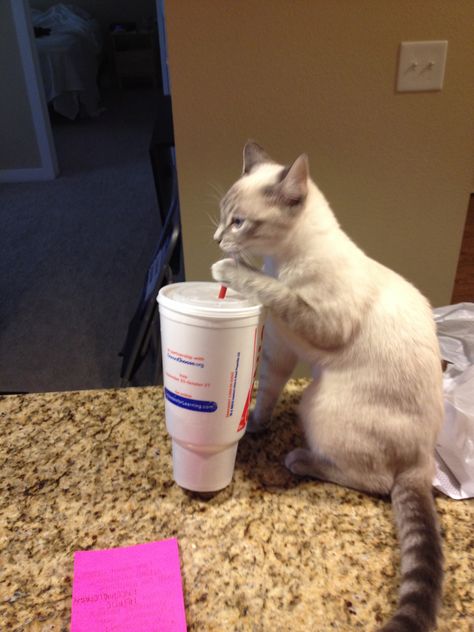 Cat Drinking Water, Drinks Soda, Cat Poses, Spilled Milk, Cats Pictures, Art Pics, Silly Cats Pictures, Cat Pose, Cat Drinking