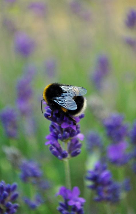 Bumble Bee Photography, Animal Aesthetic, Aesthetic Health, Tattoo Health, I Love Bees, Bee Garden, Bee Tattoo, Bee Mine, Animal Portraits